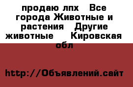 продаю лпх - Все города Животные и растения » Другие животные   . Кировская обл.